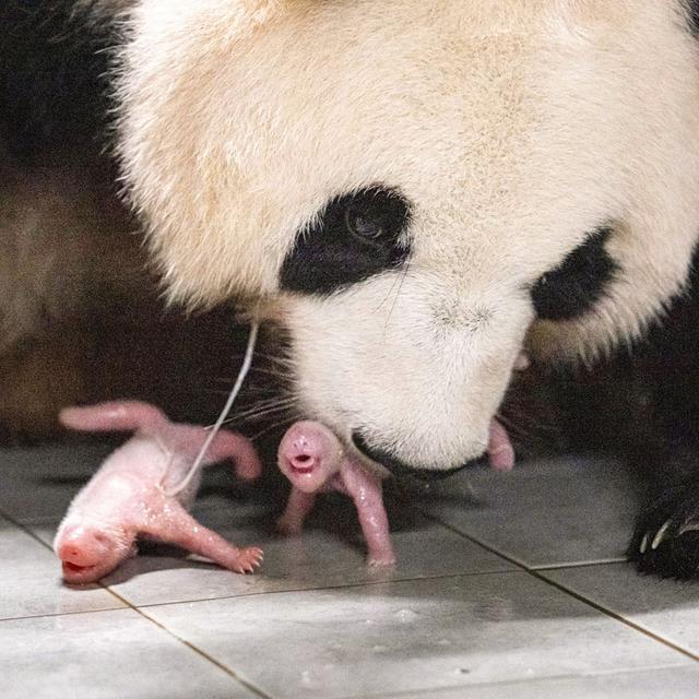 爱宝幼崽满月记：宋爷爷教你如何辨别熊猫双胞胎