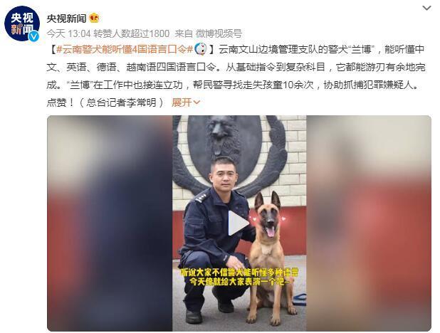 厉害！云南警犬能听懂4国语言口令