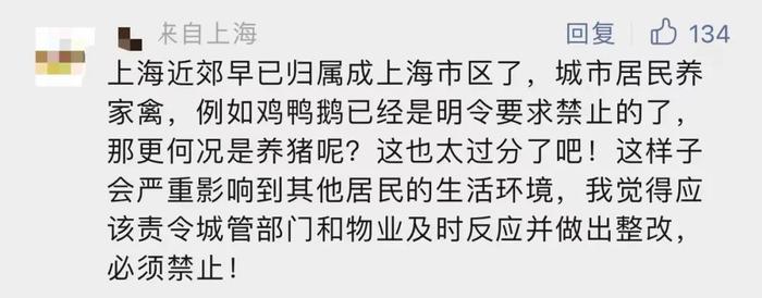 上海有人在自家后院养了20头猪！气味上头，邻居崩溃……