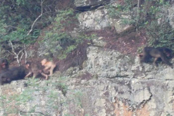 罕见！护林员在大明山悬崖边拍到短尾猴“五口之家”