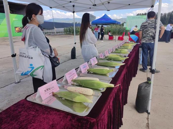 北京：149个国内最新培育的鲜食玉米品种亮相延庆旧县镇