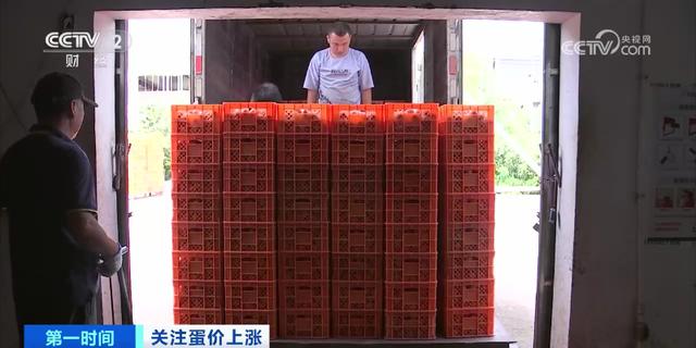 “一天涨2角”！全国多地鸡蛋价格大涨