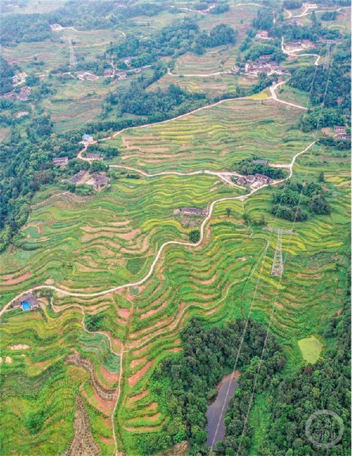 美丽重庆③ | 治土：撂荒地变“希望田” 守护耕地是山城“粮”策