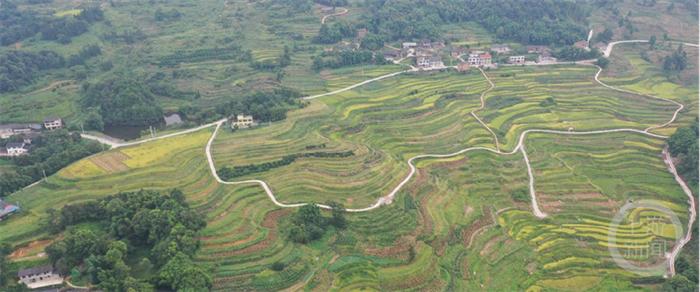 美丽重庆③ | 治土：撂荒地变“希望田” 守护耕地是山城“粮”策