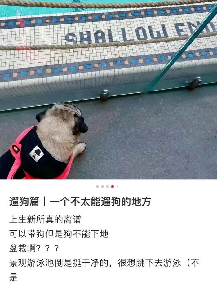 狗不能落地？上海知名网红街区规定引争议，有人提着狗走……