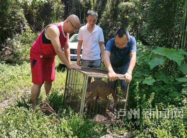 呆萌“野山羊”闯入叙永村民家，竟是国家“三有”保护动物