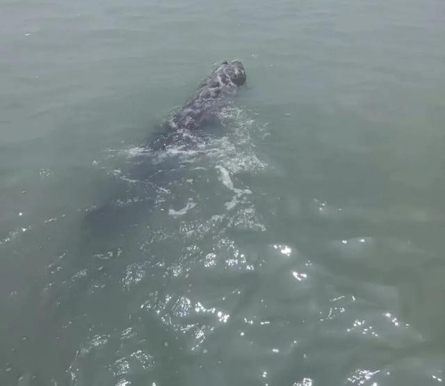紧急救援！鲸鱼搁浅莆田海滩……