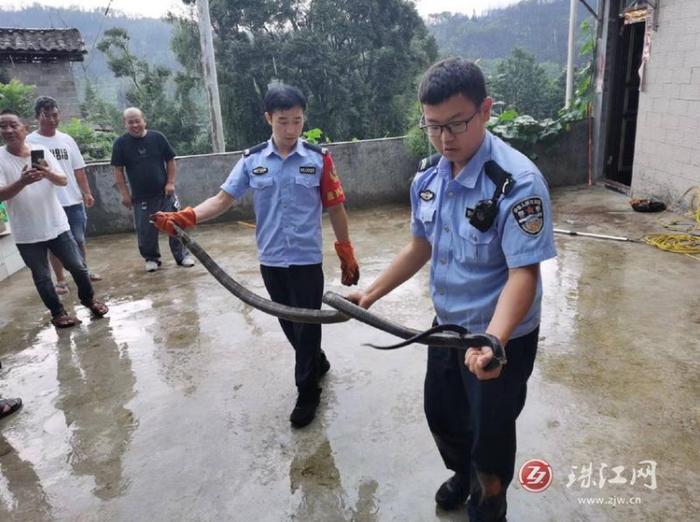 “吓死了”！两米长大蛇“闯进”云南一村民家厨房，民警看到都吓一跳...