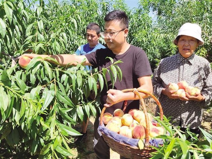 西固区园艺村百亩桃园迎来丰收季