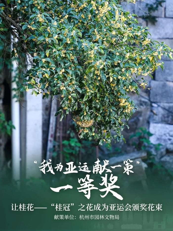 亚运会颁奖物资发布！为什么有桂花？背后故事揭秘