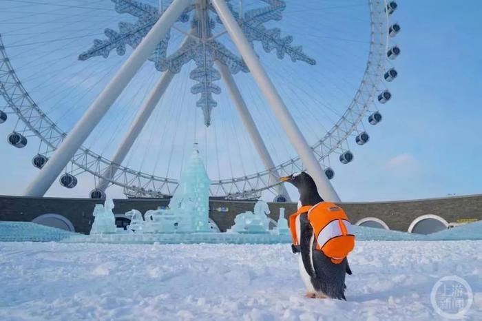 场馆内雪太少企鹅走路打滑？园方：模拟南极场景铺的冰片