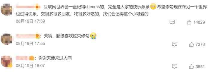网红小狗Cheems去世，网友：我的表情包还是离开了我
