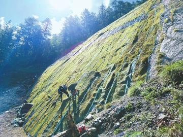 不起眼的苔藓 如何让碎石地“起死回生”？