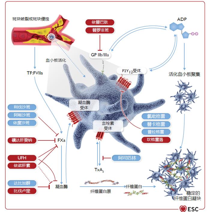 No Go Zone！编委主席提出抗栓“禁区”，一睹最新《ACS指南》抗血小板治疗完整解读 | ESC 2023