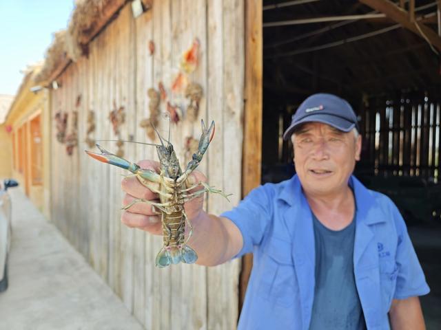 首开淡水养殖先河 梅河口市澳洲蓝龙虾成功上市