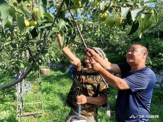 品相好于去年！门头沟军庄镇京白梨进入采摘期~