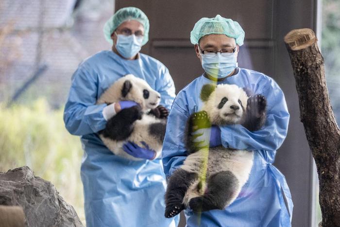 早安·世界｜德国出生大熊猫双胞胎迎来4岁生日