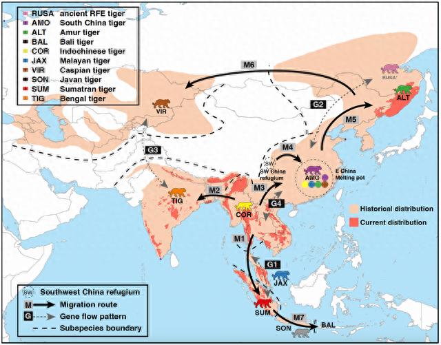 首次证明中国是虎演化史上的“基因大熔炉”：西部山地避难，东部扩散