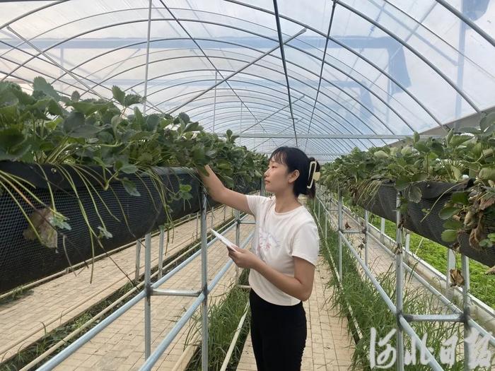 新闻纵深丨一场青春与农业的双向奔赴——保定首批大学生农业职业经理人正式上岗