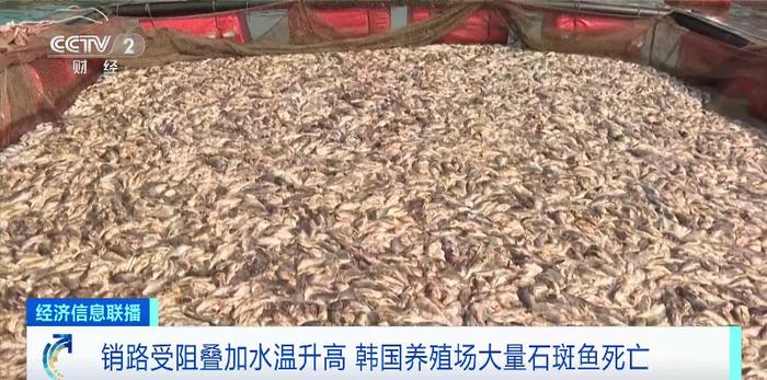 韩国石斑鱼大量死亡，我国水产业现状如何？