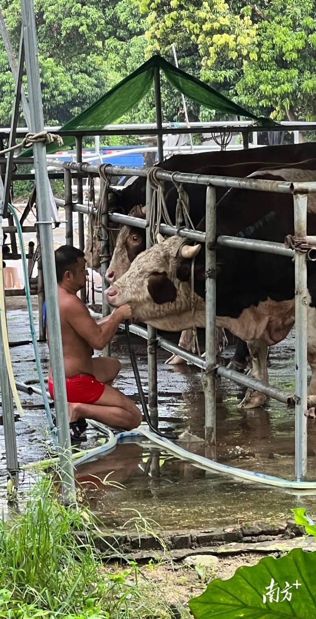 马上评｜不能让“注水肉”这个老问题沉渣泛起