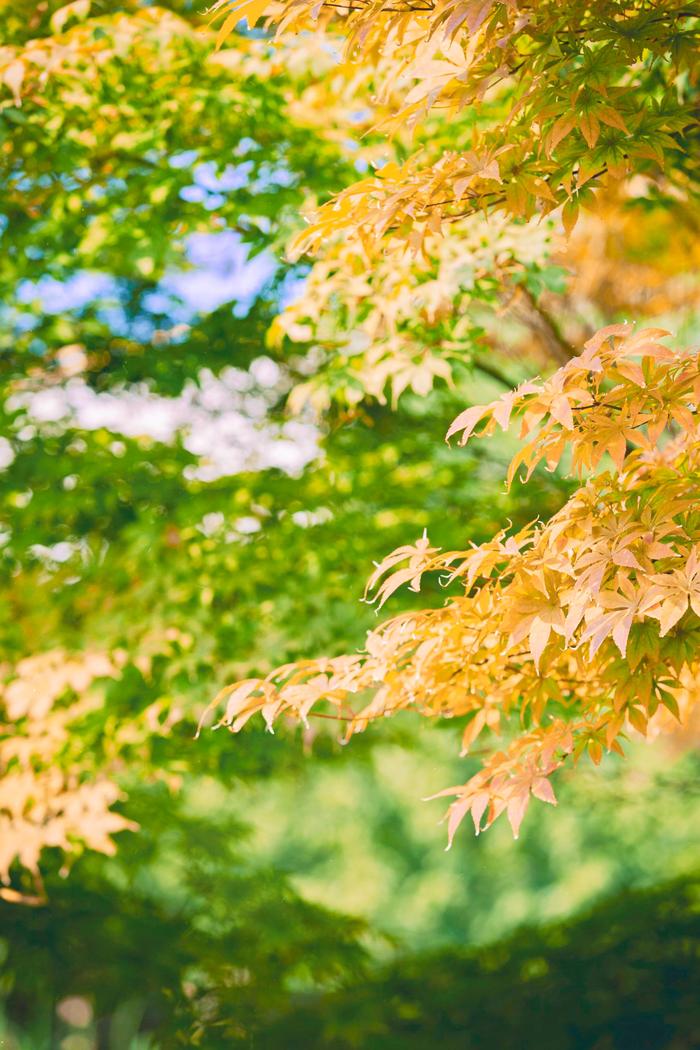 赏景｜白露将至 氛围感拉满的秋日朋友圈文案