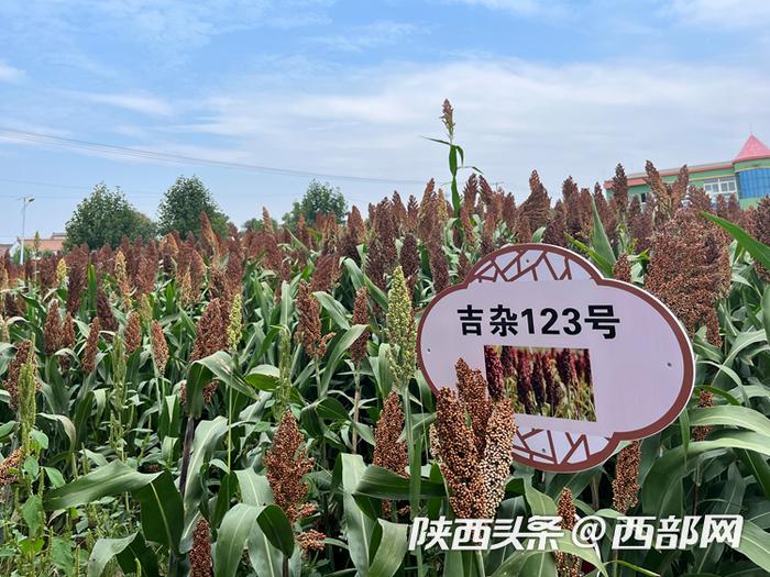吉杂123号高粱