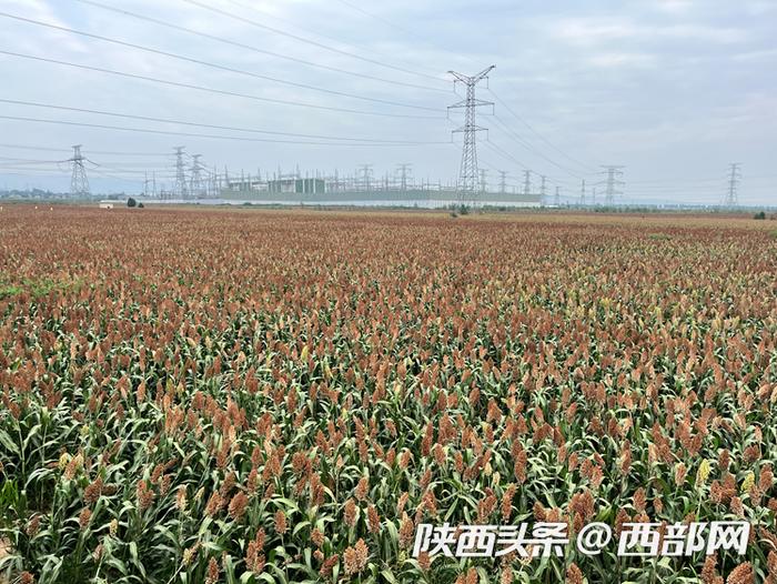 宝鸡柳林镇种植的春播高粱