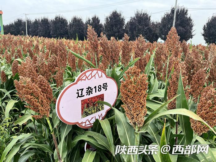 辽杂18号高粱