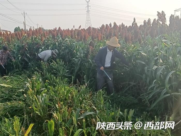 宝鸡凤翔区柳林镇的农户收割春播高粱。