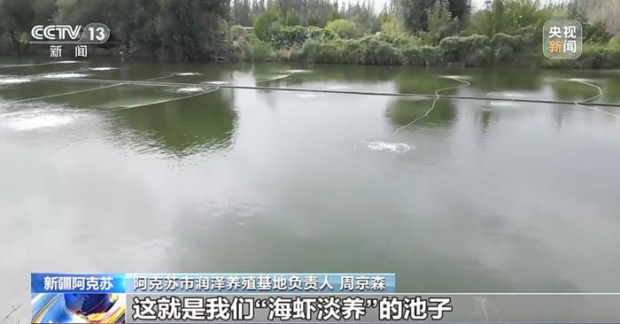 新疆迎来“海鲜”大丰收，天山雪水养出南美白对虾