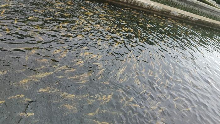 京郊长城下的水产养殖场，用山泉流水养虹鳟鱼