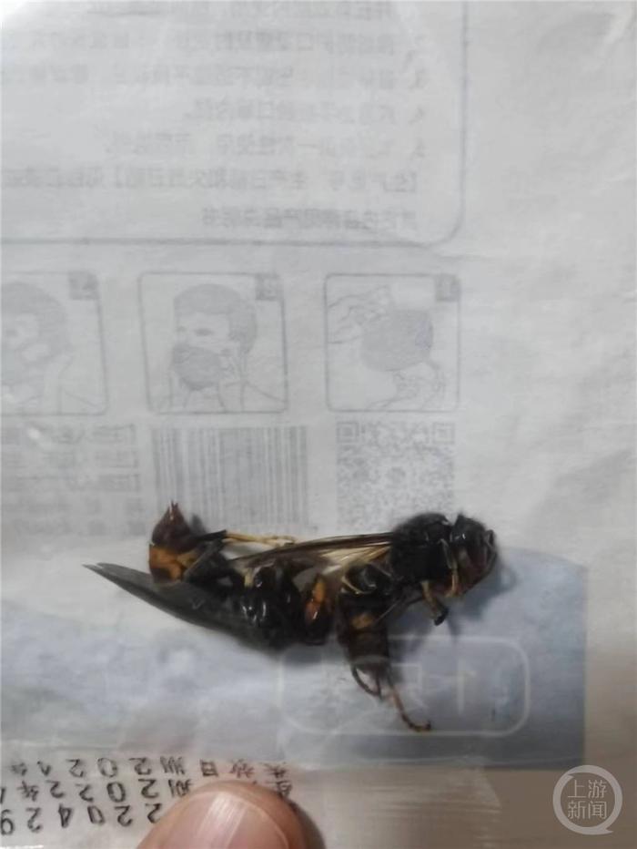 重庆市中医院急诊科40天接诊超30例蜂蜇伤 其中一人被蜇进ICU