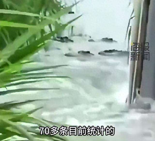 图源:海报新闻视频