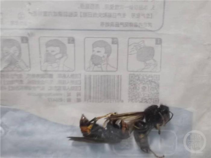 重庆市中医院急诊科40天接诊超30例蜂蜇伤 其中一人被蜇进ICU