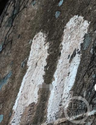 青岛一处有重要史料价值石刻遭水泥涂抹，当地文保中心：将加强看护