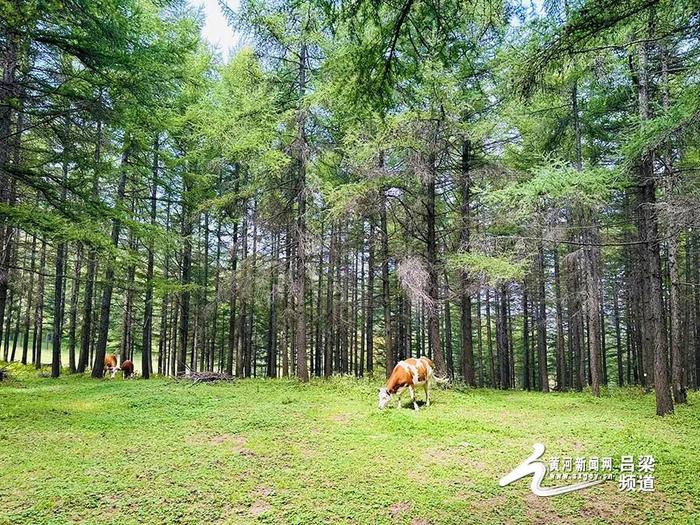 大美山西 | 岚县：高山草甸饮马池