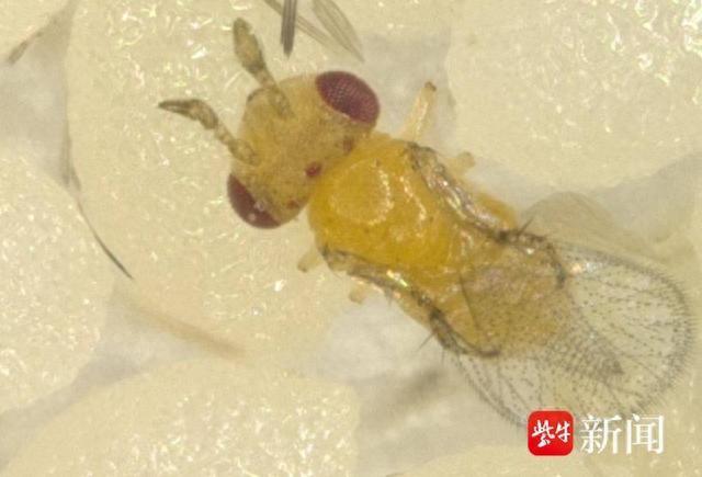 松毛虫赤眼蜂是一种体形非常小的卵寄生蜂 张超然 摄