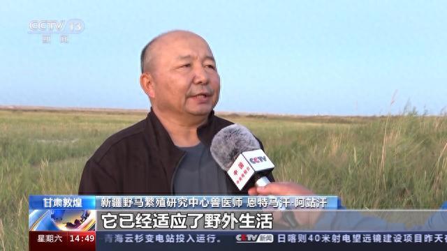 普氏野马今日放归自然 “落户”新家后有哪些挑战？