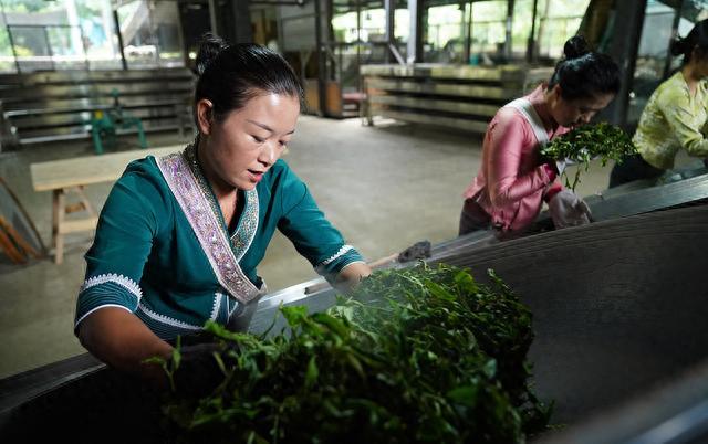 景迈山古茶林申遗成功，成为全球首个“茶”主题世界文化遗产