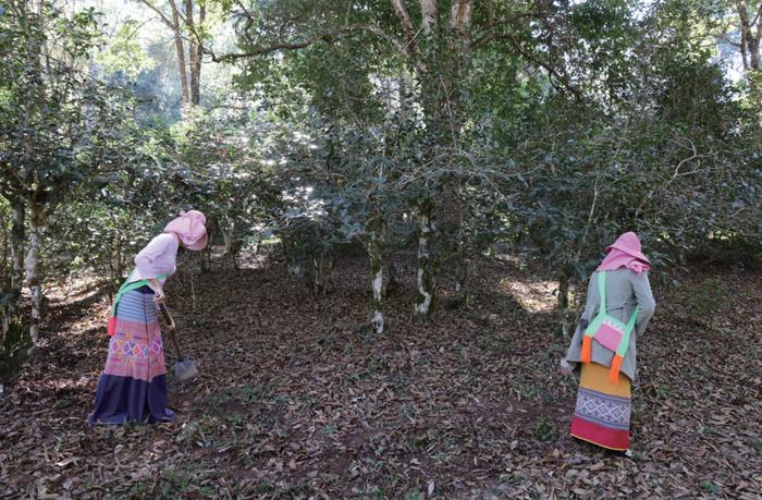 单霁翔：景迈山古茶林之前，还没有与茶叶生产相关的文化景观申报世界遗产