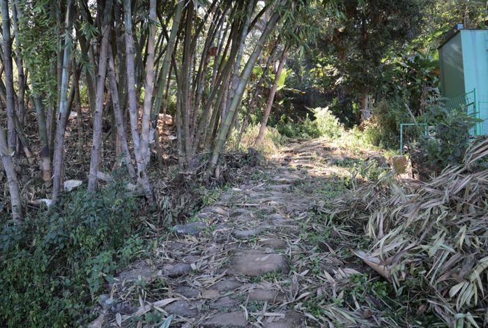 单霁翔：景迈山古茶林之前，还没有与茶叶生产相关的文化景观申报世界遗产