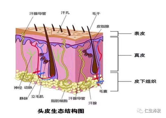 【920美丽头发节限时活动】你知道护肤先护头吗？