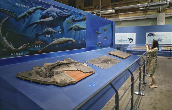 一两亿年前的鱼龙长什么样？50件化石标本亮相国家自然博物馆