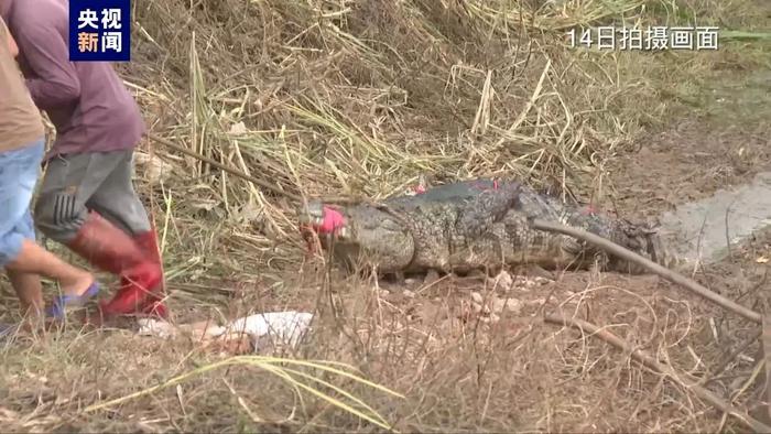 广东茂名仍有2条鳄鱼“出逃”，对附近居民威胁大吗？