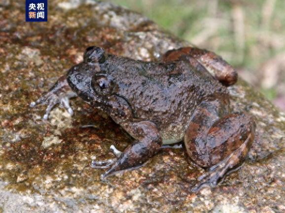 新发现、新记录！海南三亚生物多样性调查家底大揭秘