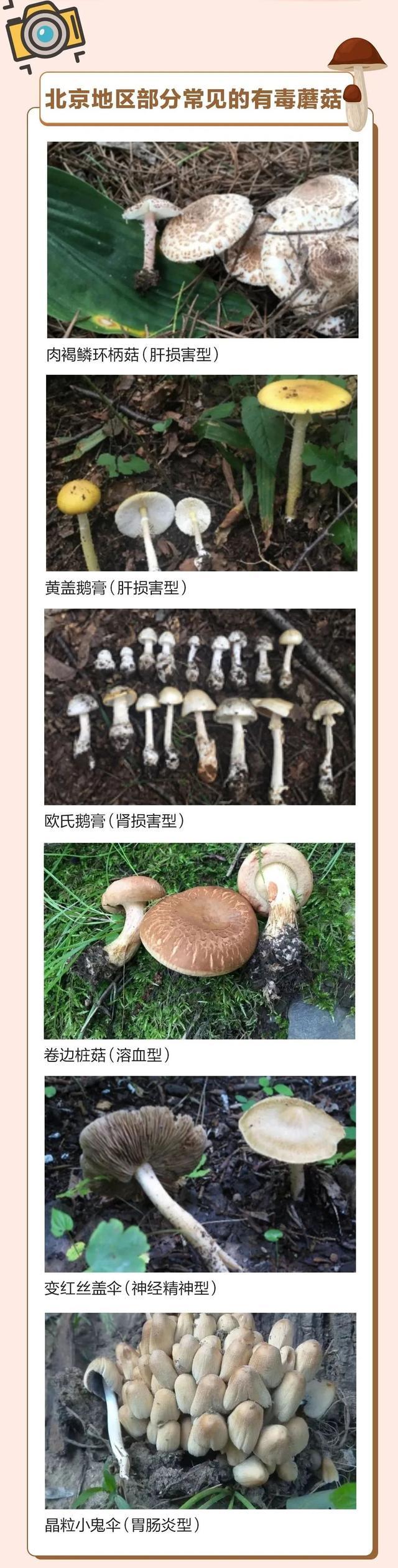 千万警惕！北京通州两名老人食用野生毒蘑菇中毒！区疾控重要提醒