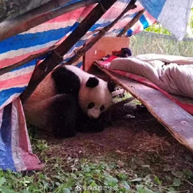 野生大熊猫被西安周至村民发现时正在熟睡 目前正被转运至野生动物抢救饲养研究中心