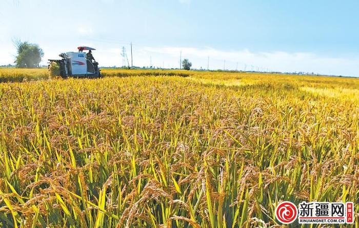 【走进乡村看振兴】丰收的田野 最美的画卷 ——写在第六个中国农民丰收节到来之际