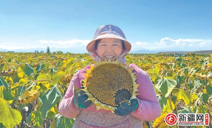 【走进乡村看振兴】丰收的田野 最美的画卷 ——写在第六个中国农民丰收节到来之际